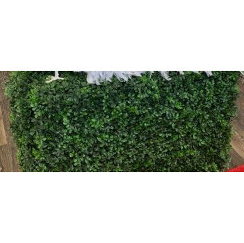 Box Hedges